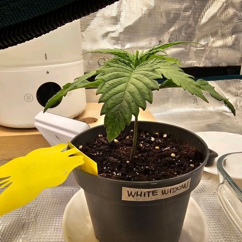 White Widow growlog timeline photo