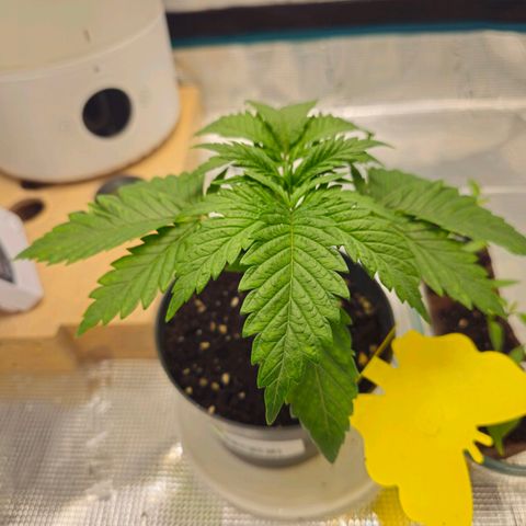 White Widow growlog timeline photo