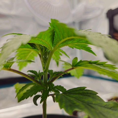 White Widow growlog timeline photo