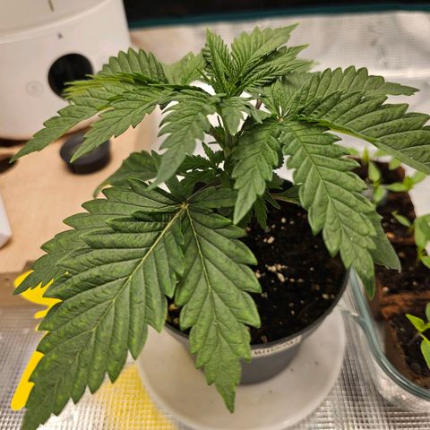 White Widow growlog timeline photo