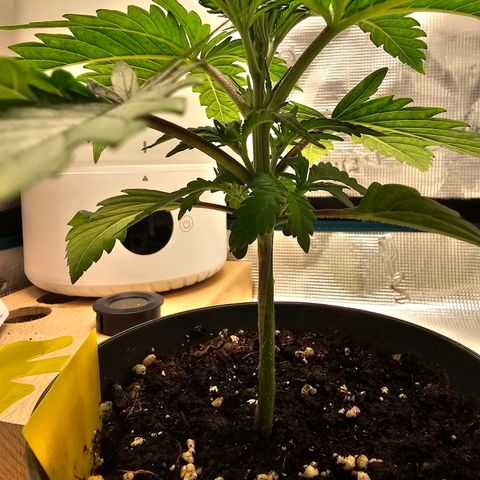 White Widow growlog timeline photo