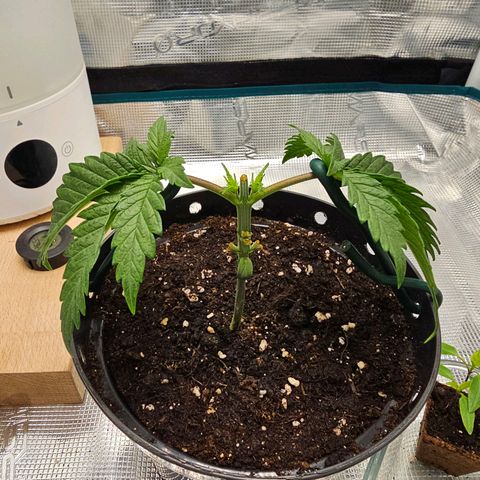 White Widow growlog timeline photo