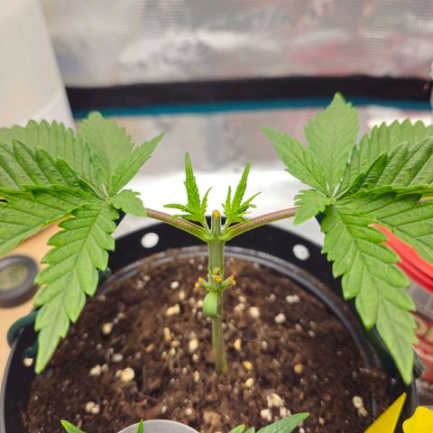 White Widow growlog timeline photo