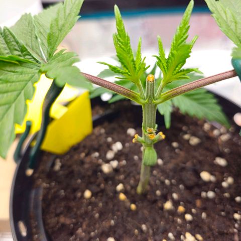 White Widow growlog timeline photo