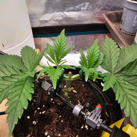 White Widow growlog timeline photo