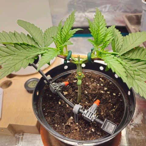 White Widow growlog timeline photo