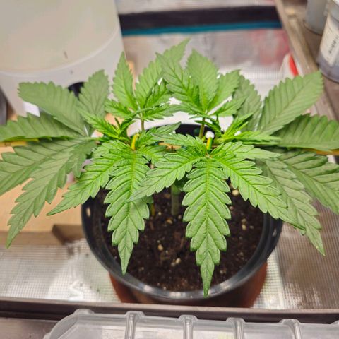 White Widow growlog timeline photo