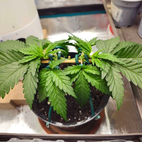 White Widow growlog timeline photo