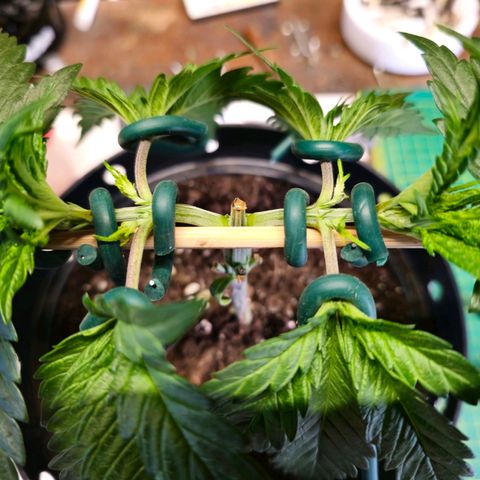 White Widow growlog timeline photo