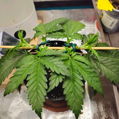 White Widow growlog timeline photo