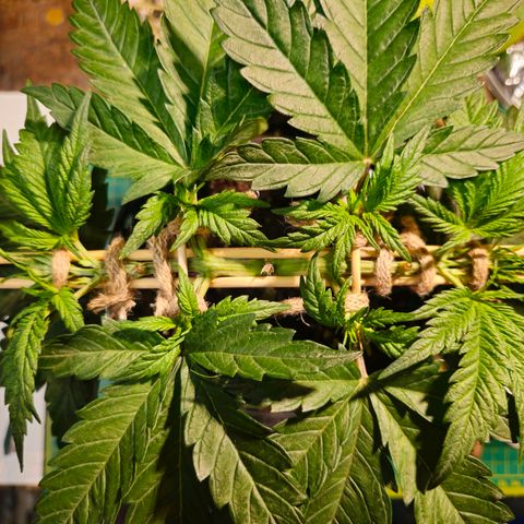 White Widow growlog timeline photo