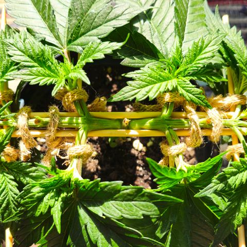 White Widow growlog timeline photo