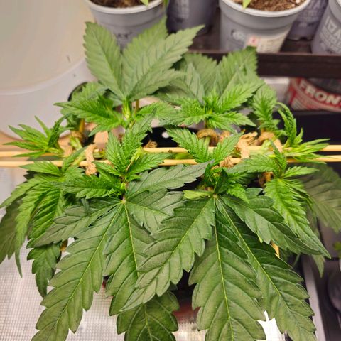 White Widow growlog timeline photo