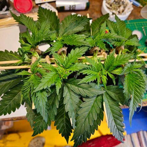 White Widow growlog timeline photo