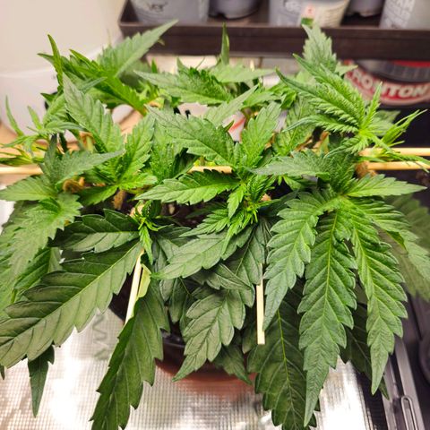 White Widow growlog timeline photo