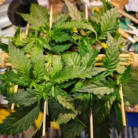 White Widow growlog timeline photo