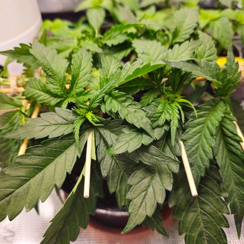 White Widow growlog timeline photo