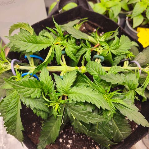 White Widow growlog timeline photo