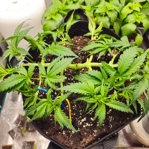 White Widow growlog timeline photo