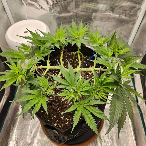 White Widow growlog timeline photo