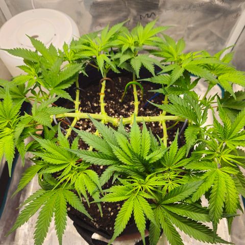 White Widow growlog timeline photo