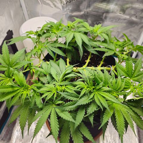 White Widow growlog timeline photo