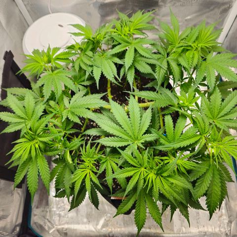 White Widow growlog timeline photo