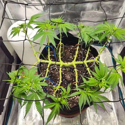 White Widow growlog timeline photo