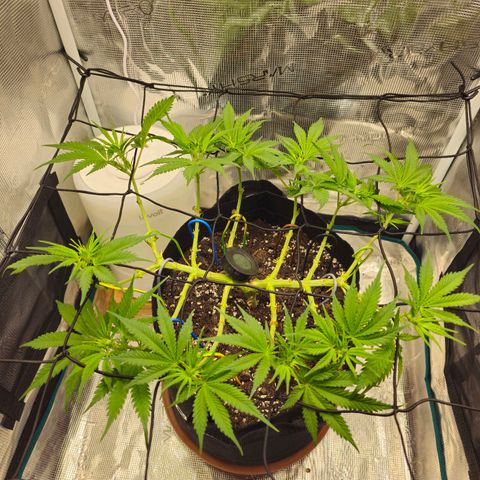 White Widow growlog timeline photo