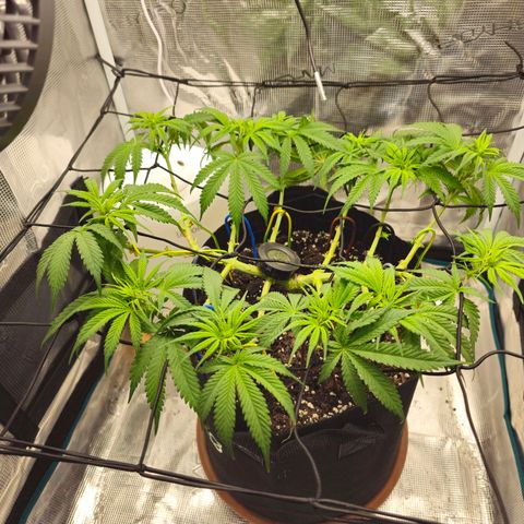 White Widow growlog timeline photo