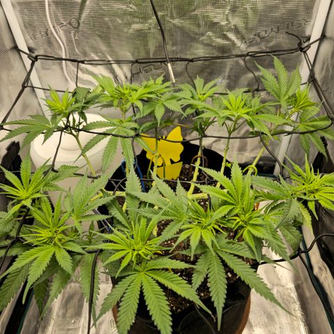 White Widow growlog timeline photo