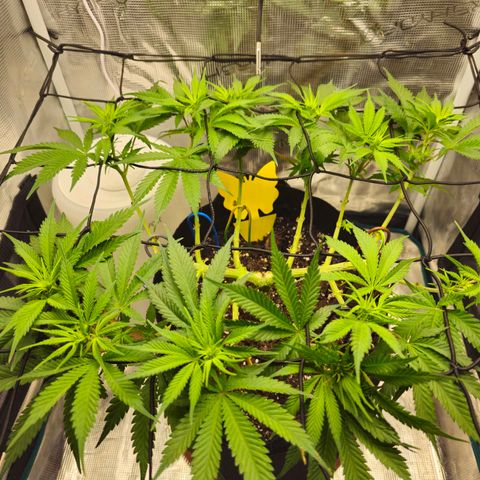White Widow growlog timeline photo