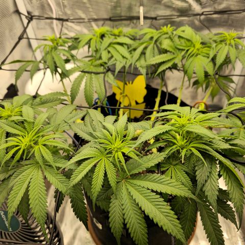 White Widow growlog timeline photo