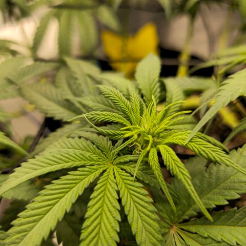 White Widow growlog timeline photo