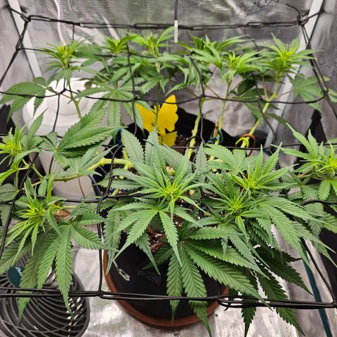 White Widow growlog timeline photo
