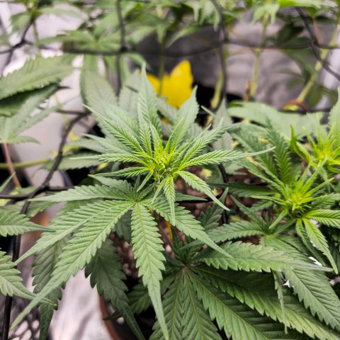 White Widow growlog timeline photo