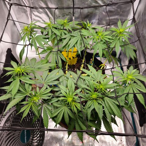 White Widow growlog timeline photo
