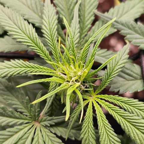 White Widow growlog timeline photo