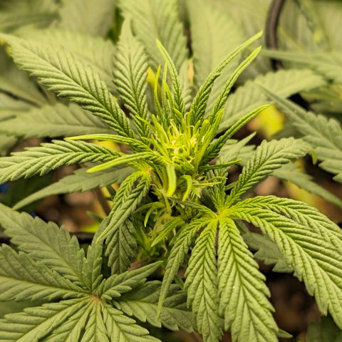 White Widow growlog timeline photo