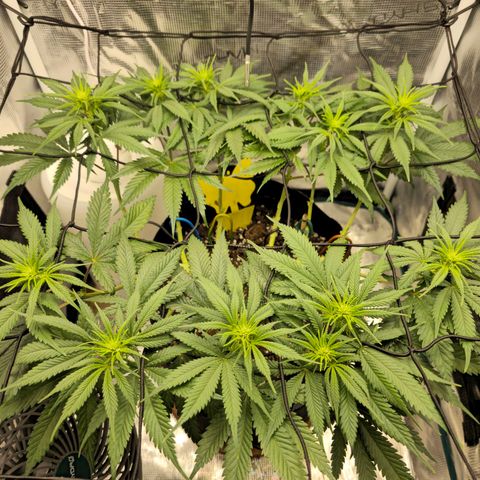 White Widow growlog timeline photo