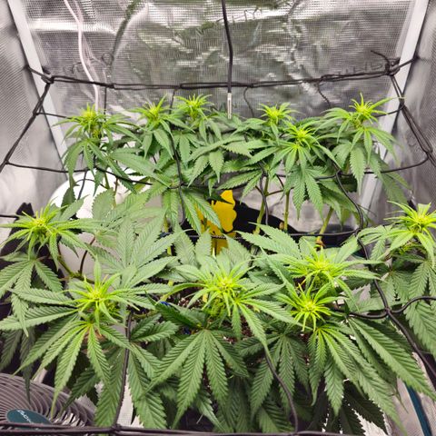 White Widow growlog timeline photo