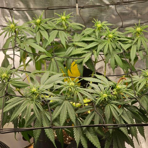 White Widow growlog timeline photo