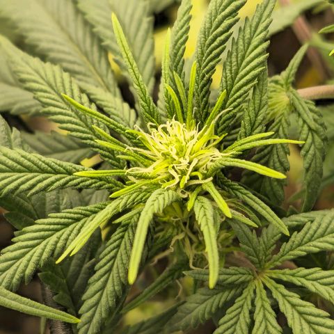 White Widow growlog timeline photo