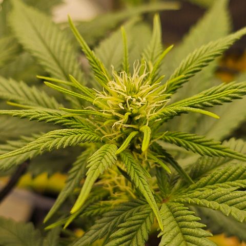 White Widow growlog timeline photo