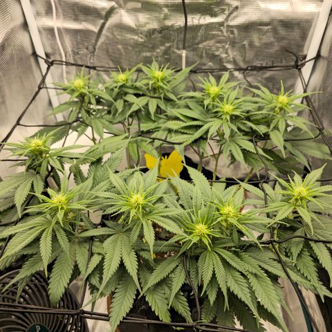 White Widow growlog timeline photo