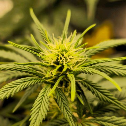 White Widow growlog timeline photo