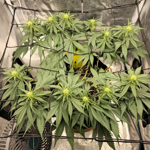 White Widow growlog timeline photo