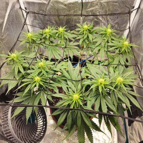White Widow growlog timeline photo