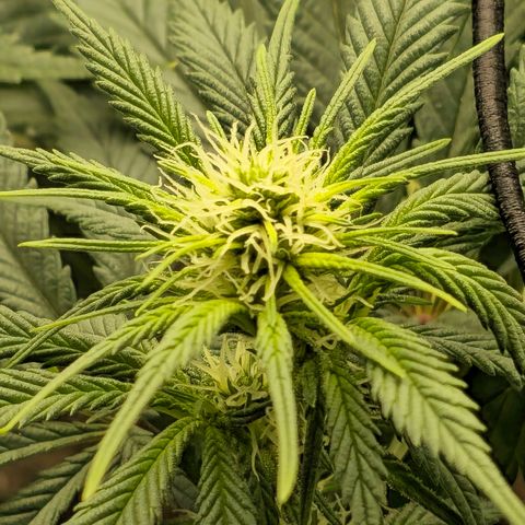 White Widow growlog timeline photo