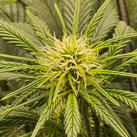 White Widow growlog timeline photo